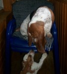 ����� ����������